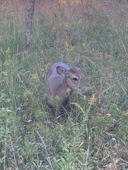 Odocoileus virginianus borealis