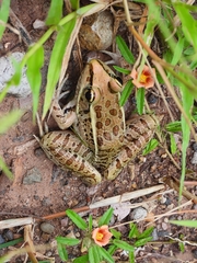 Lithobates brownorum