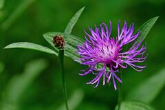 Centaurea nigrescens