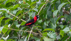 Ramphocelus nigrogularis