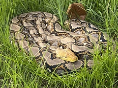 Malayopython reticulatus