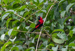 Ramphocelus nigrogularis