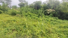 Sorghum arundinaceum