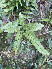 Adiantum flabellulatum