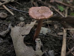Laccaria proxima