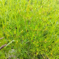 Tagetes