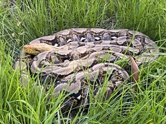 Malayopython reticulatus
