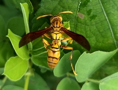 Polistes olivaceus