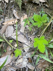 Rubus reflexus