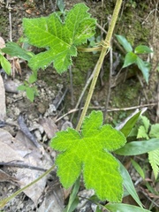 Rubus reflexus