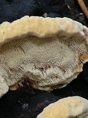 Gloeophyllum odoratum