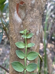 Psychotria serpens