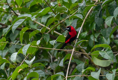 Ramphocelus nigrogularis