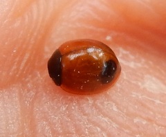 Exochomus marginipennis