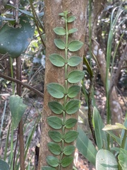 Psychotria serpens