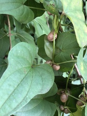 Dioscorea polystachya