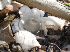 Geastrum triplex
