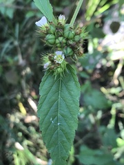 Melochia corchorifolia