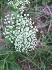 Pimpinella major