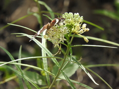 Asclepias angustifolia