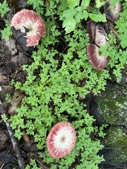 Lactarius subpurpureus