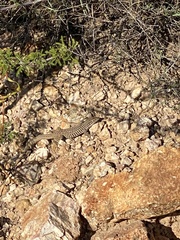 Aspidoscelis tesselatus