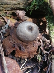 Geastrum triplex