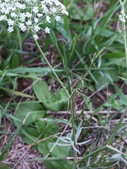 Pimpinella major