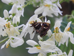 Anteros carausius carausius