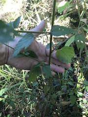 Melochia corchorifolia