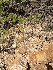 Aspidoscelis tesselatus