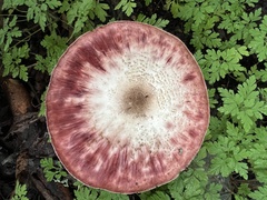 Lactarius subpurpureus