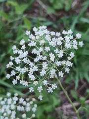 Pimpinella major