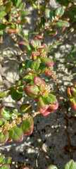 Alternanthera littoralis