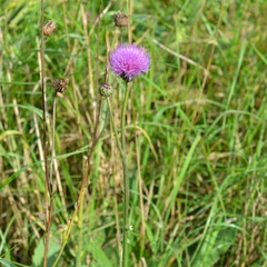 Cirsium canum