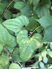 Dioscorea polystachya