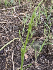 Asparagus officinalis