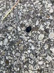 Chrysolinina