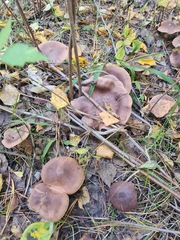 Tricholoma fulvum