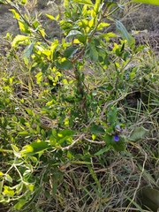 Rotheca myricoides