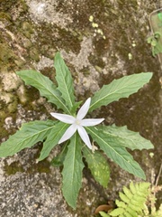 Hippobroma longiflora