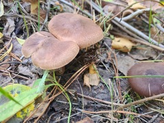 Tricholoma fulvum