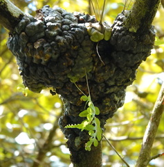 Lecanopteris deparioides image