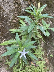 Hippobroma longiflora