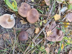 Tricholoma fulvum