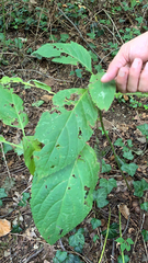 Collinsonia canadensis