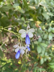 Rotheca myricoides