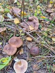 Tricholoma fulvum