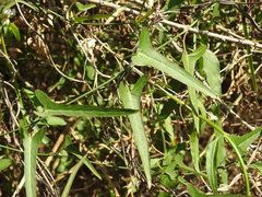 Araujia angustifolia
