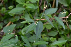 Persicaria mitis